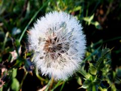 Tapeta Nature Flowers 692.jpg